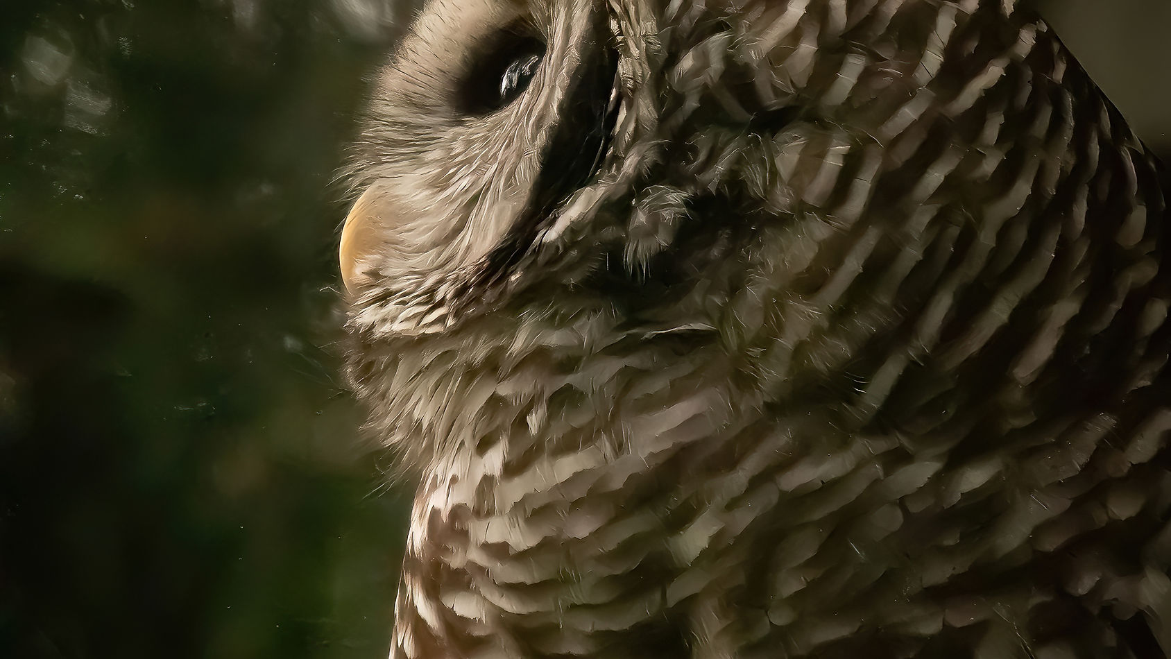 (Sound only) Multiple Barred owls having the conversation in my yard on Gabriola island, BC, Canada